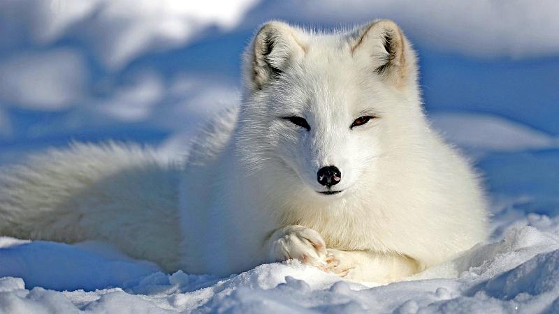 Arctic fox docuu.jpg