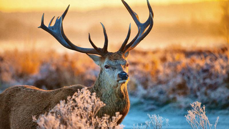 Deer with large antlers docu.jpg