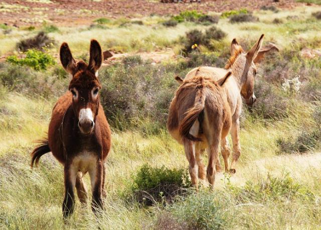 donkeys in wild web