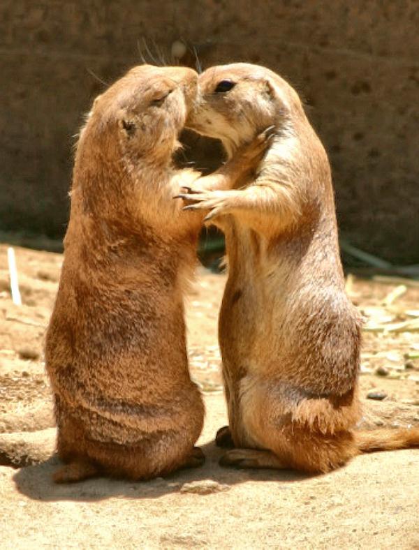 prairie dogs kissing docu.jpg