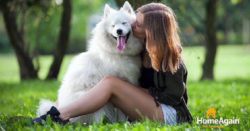 Samoyed with lady sitting docu