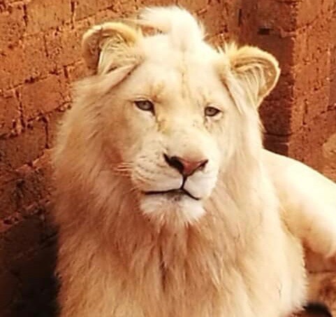 Mr Majestic and Mufasa the&nbsp;Majestic