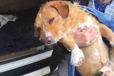 For Brownie’s Sake