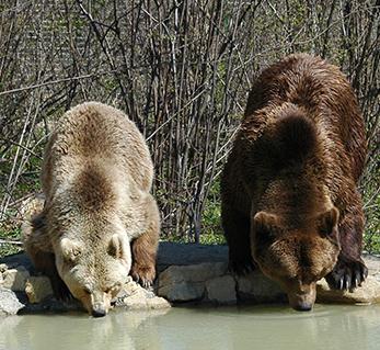Beth and the&nbsp;Bears
