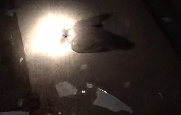 Dove after going through window and falling off car