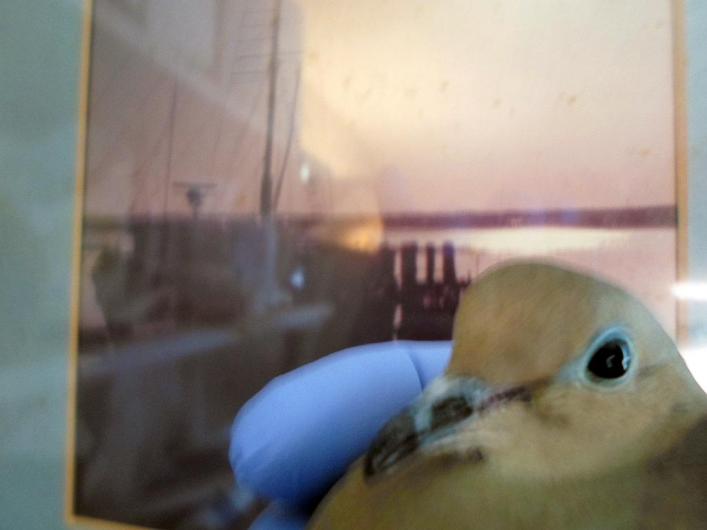 Dove by Boat Dock.jpg