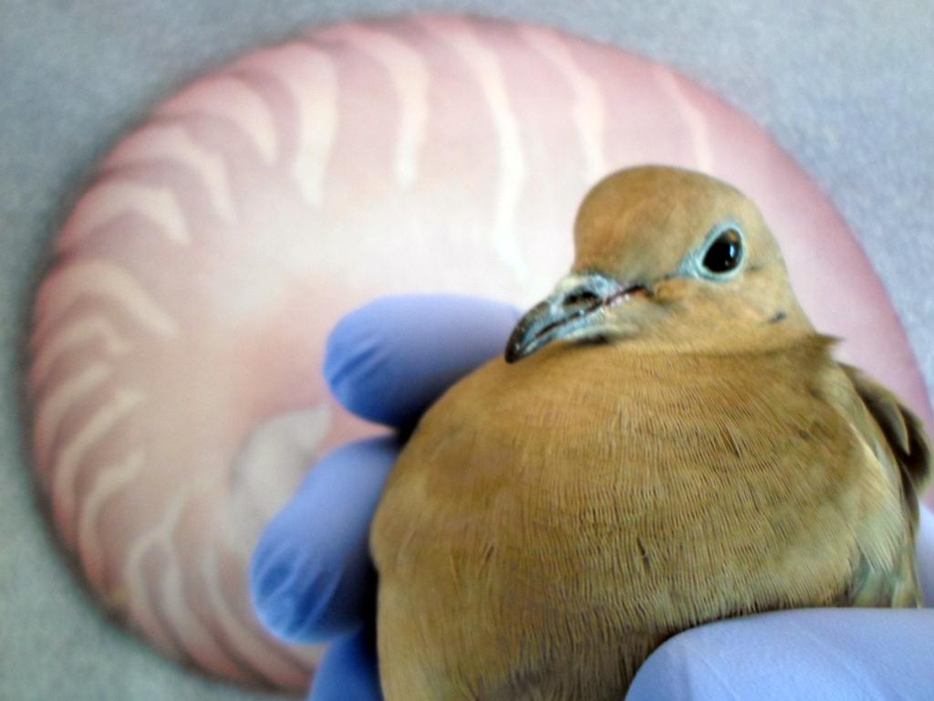 The Miracle Mourning&nbsp;Dove
