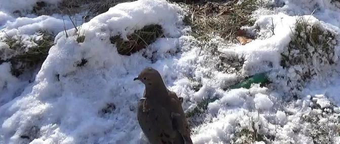 Dove sitting in snow.jpg