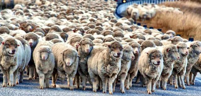 Wolves in Sheeps Clothing web