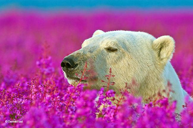 Polar bear in pink flowers bust.jpg