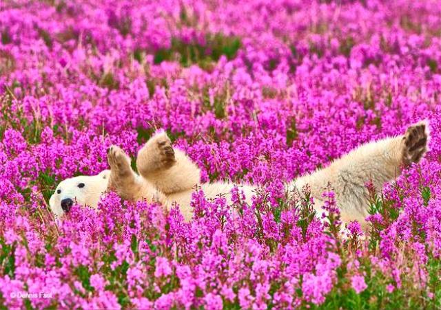 Polar bear in pink flowers web.jpg