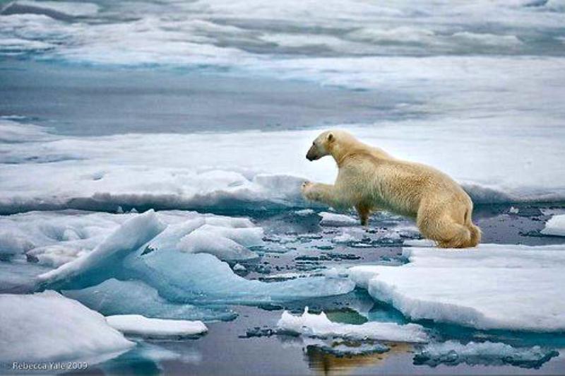 Polar bear jumping ice flows  docu.jpg