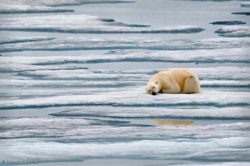 Polar bear sleeping on ice flow docu.jpg