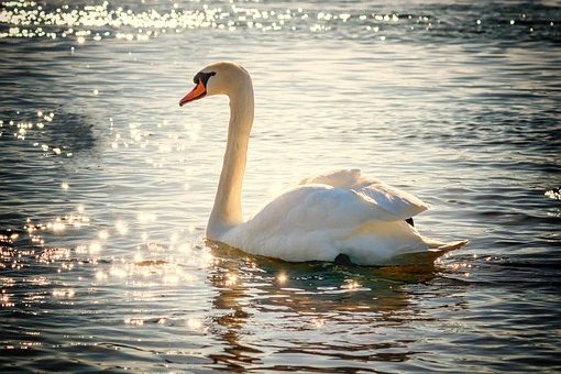 swan-2077219__340 (2)