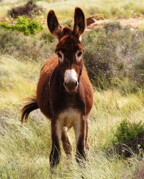 donkey cropped