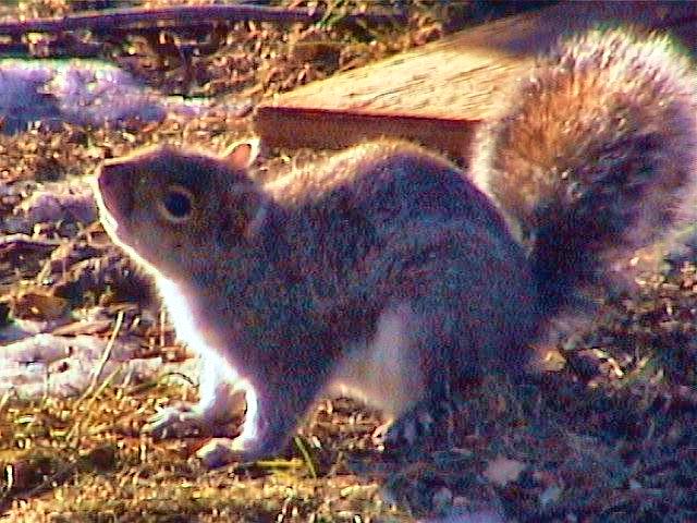 larry-the-squirrel-i-rescued