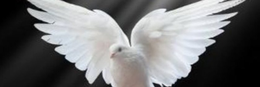 White dove