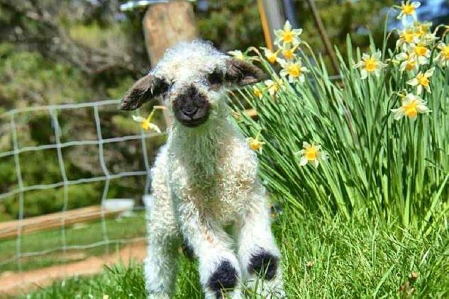 baby-lack-nose-sheep-docu