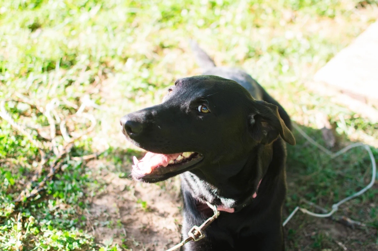 Screenshot_2021-08-05 Chicks, Goats, and More Cuteness (2)