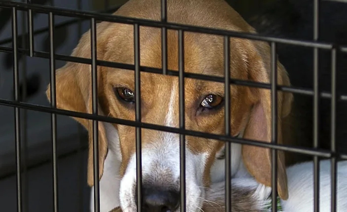 Fauci under fire from Democrats and Republicans for alleged research involving puppies, flesh-eating&nbsp;parasites