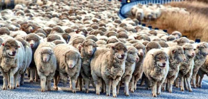 Wolves in Sheeps Clothing docu