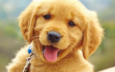 Dog Gone It If These Aren’t The Cutest Dogs On The Net Right&nbsp;Now