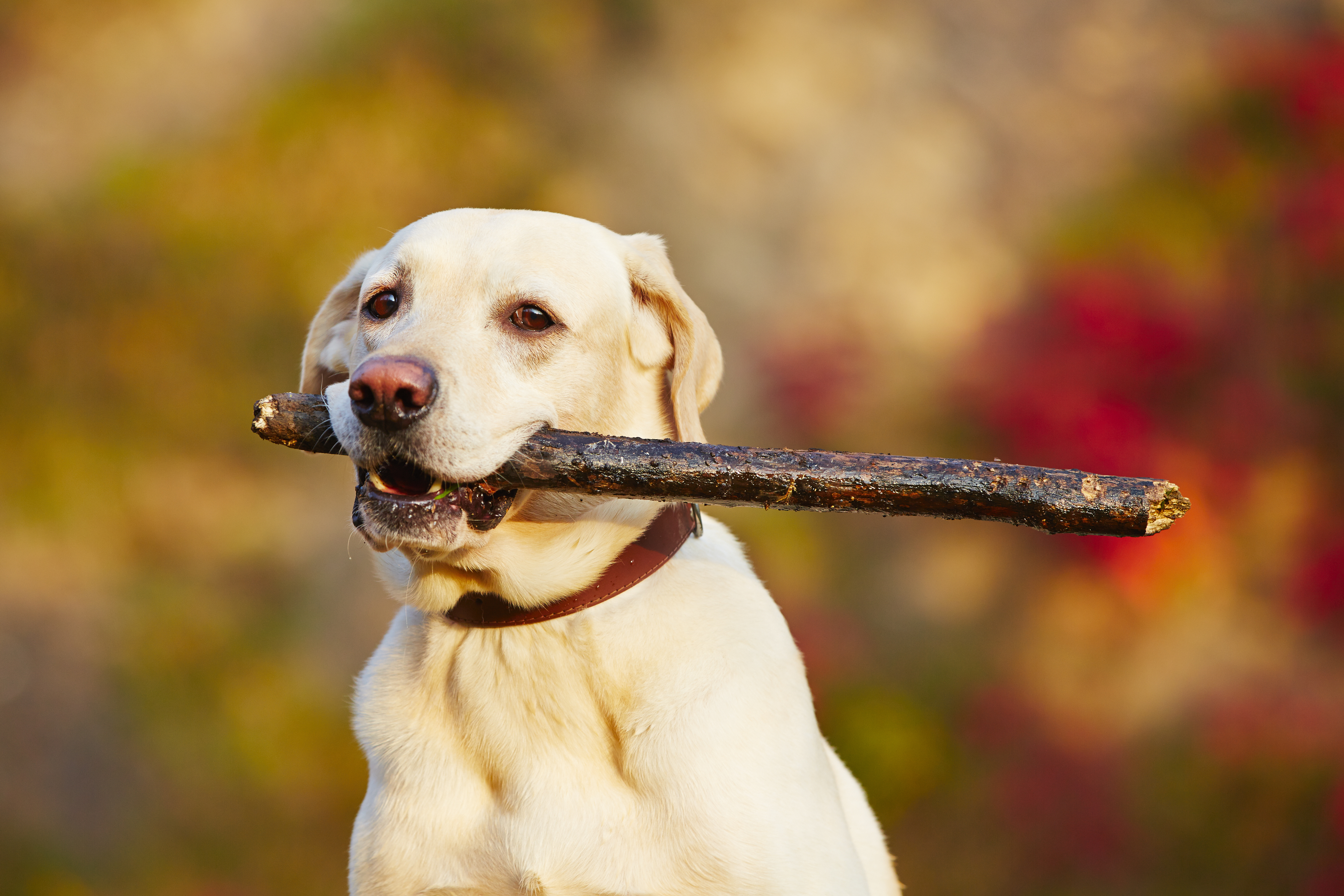 Dog with stick