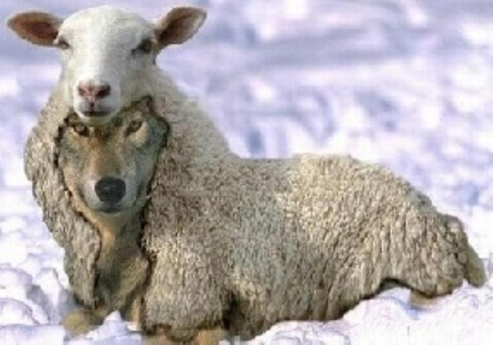 Wolf in A Sheep's Clothing sm print