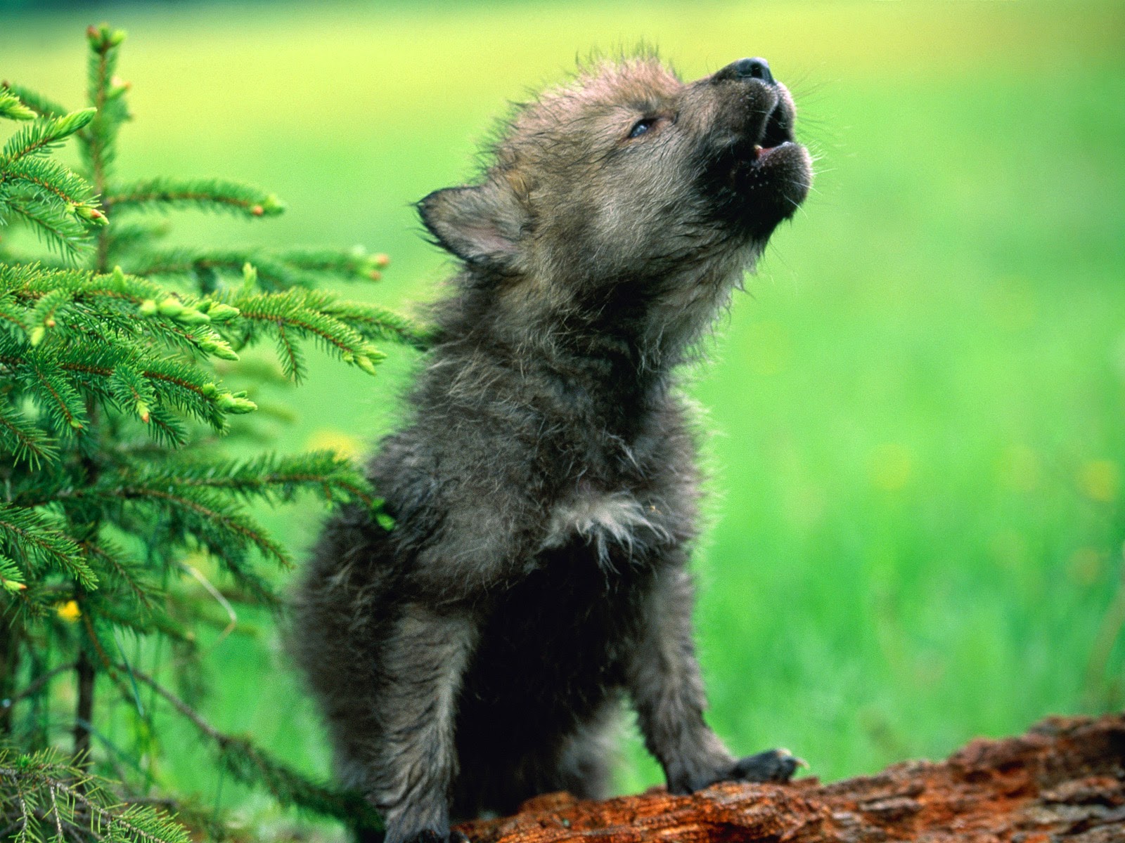 wolf_pup