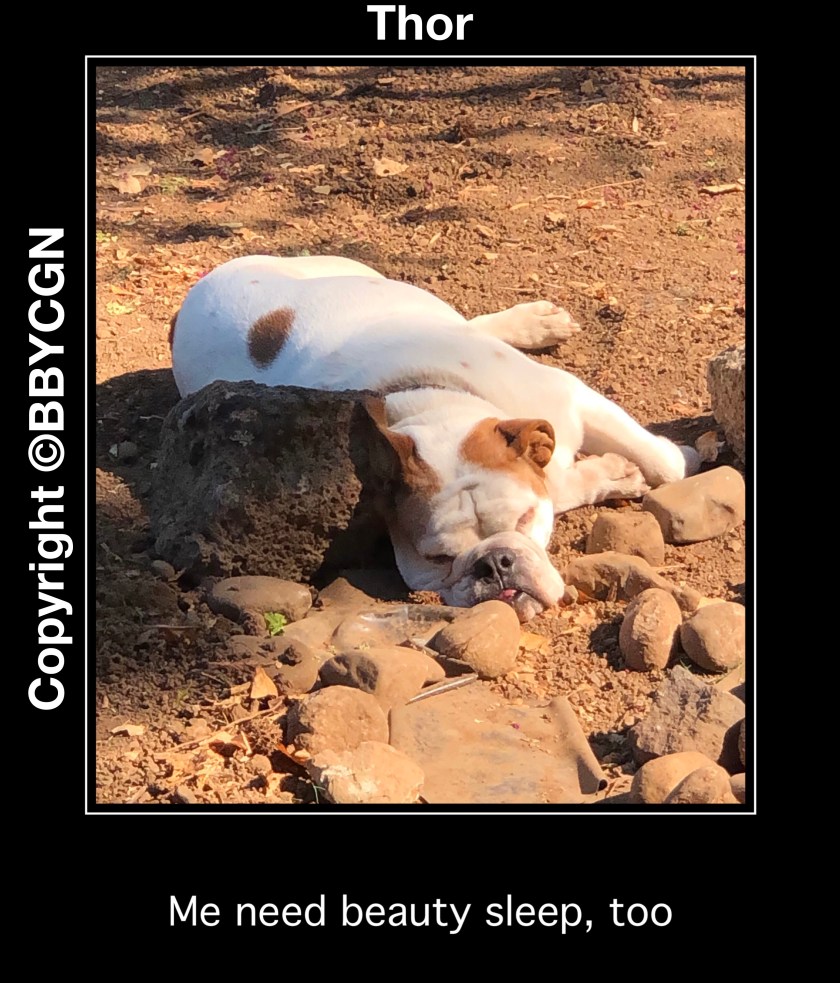 Animal Kingdom Freaks, BBYCGN