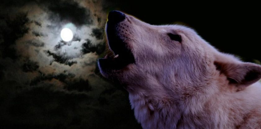 Howling-Against-the-Moon