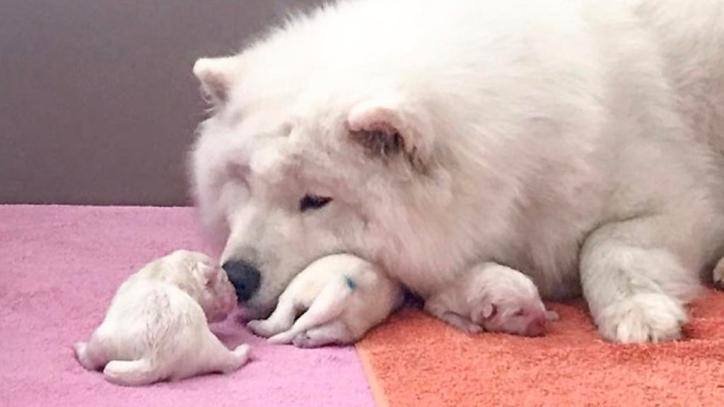 My Sammies 3sm print