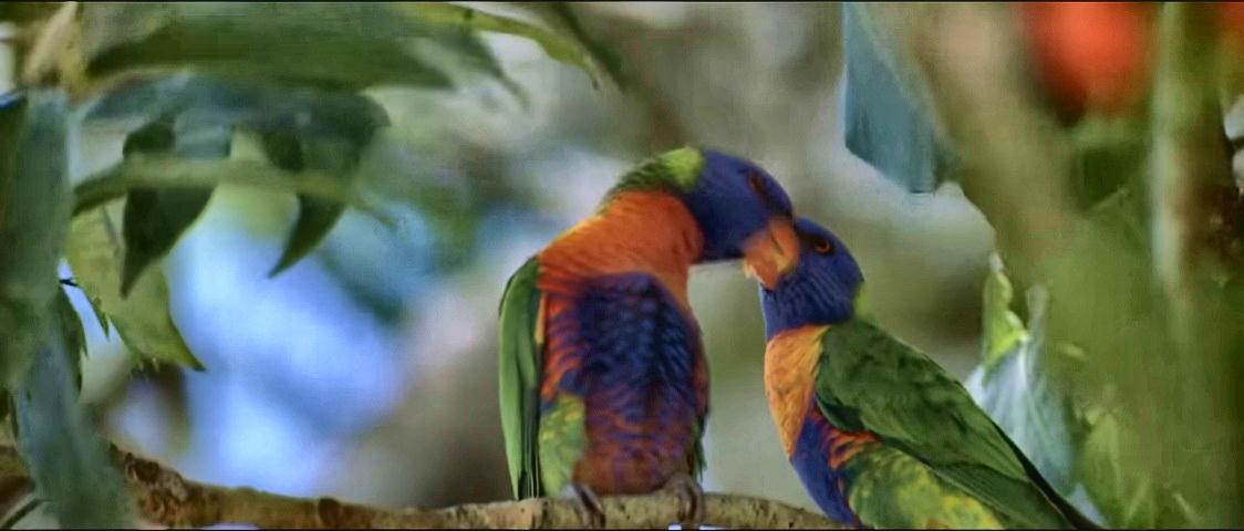 Birds in Jungle kiss sm pint